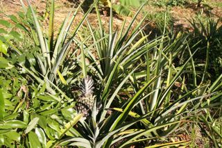 Agrofloresta sucessional