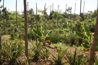 Agrofloresta sucessional