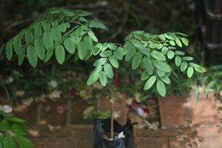 Umburana