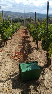 Vendemmia a Reino