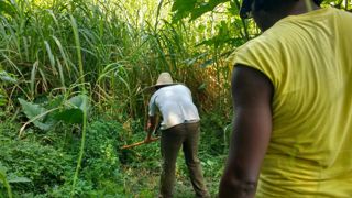 Plantio de feijão na fazenda Roseira 