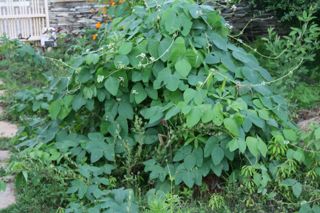 Mucuna Preta