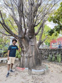 Baobá da Xambá