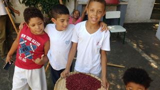 Plantio de feijão na fazenda Roseira 