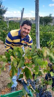 Vendemmia a Reino
