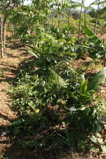 Agrofloresta sucessional