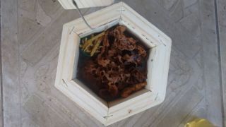 Meliponicultura 10