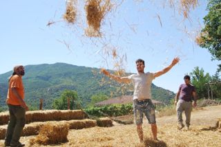  Caselle in Pittari - Palio del e Camp di Grano 2017