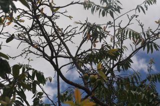 Mangaba - Hancornia speciosa