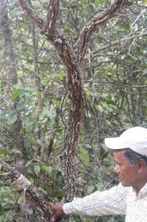 Laranjeira do campo - tronco