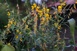Crotalária juncea