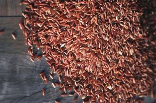 Arroz-Origens africana