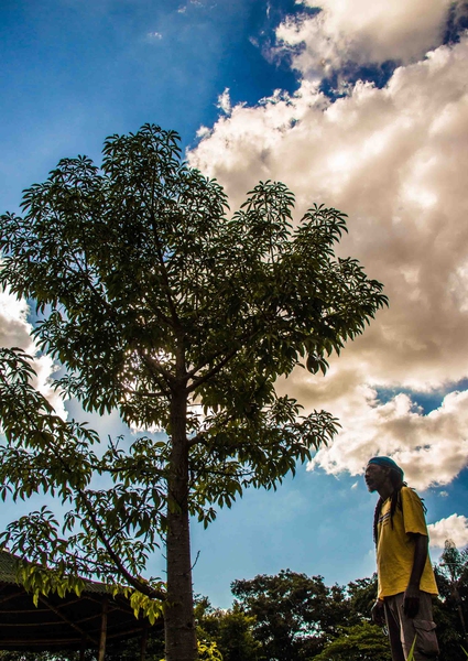 tc-y-baoba-5965a.jpg