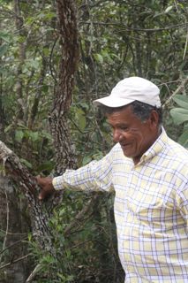Laranjeira do campo - tronco