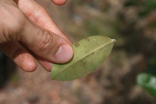 Mangaba - folha leitosa - Hancornia speciosa