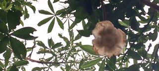 Flor de Baobá e Guapuruvu
