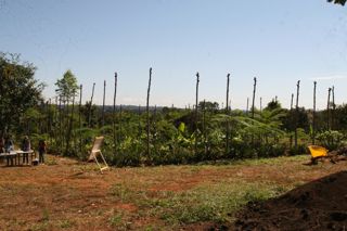 Agrofloresta sucessional
