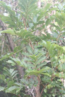 Tingui - Magonia Pubescens