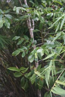 Copaíba - Copaifera sp.