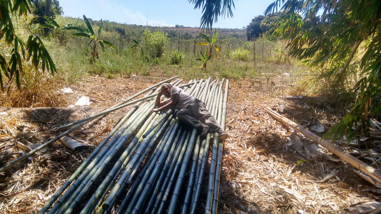 manejo-bambu-2-784fd.jpeg