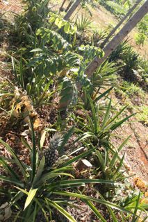 Agrofloresta sucessional