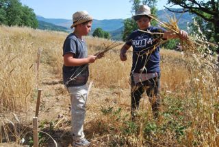  Caselle in Pittari - Palio del e Camp di Grano 2017
