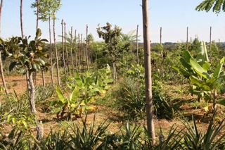 Agrofloresta sucessional