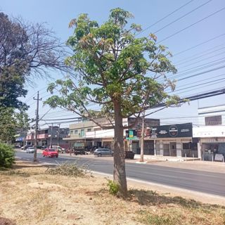 Baobá do Mercado Sul
