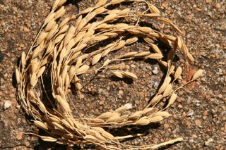 Arroz cateto