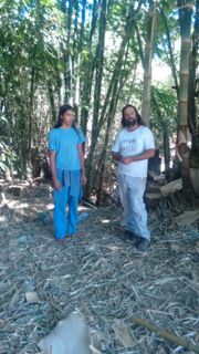 Manejo Bambu 1