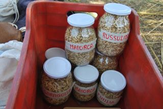  Caselle in Pittari - Palio del e Camp di Grano 2017