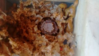 Meliponiicultura 8