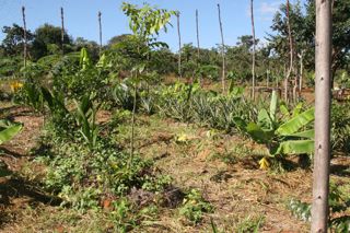 Agrofloresta sucessional