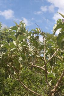 Lobeira - Solanum cf. excelsum