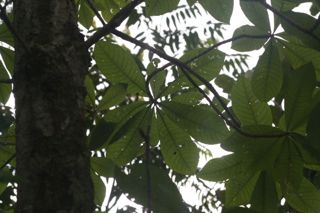 Pereira