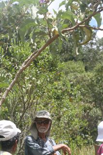Lobeira - Solanum cf. excelsum