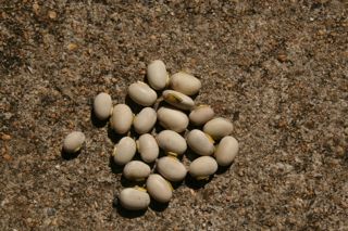 Mucuna branca