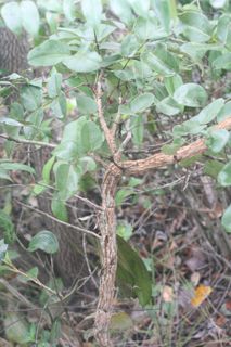 Árvore do cerrado
