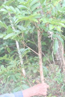 Tingui - Magonia Pubescens - tronco