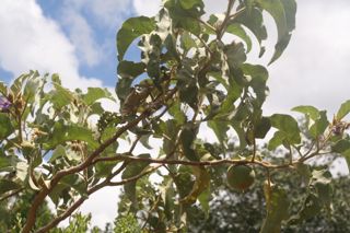 Lobeira - Solanum cf. excelsum