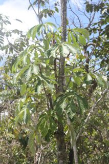 Embaúba - Cecropia sp.