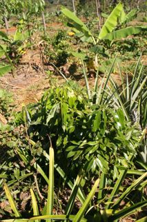 Agrofloresta sucessional
