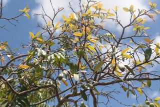 Mangaba - Hancornia speciosa