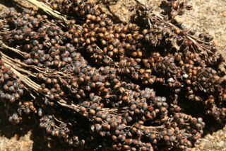 Sorgo