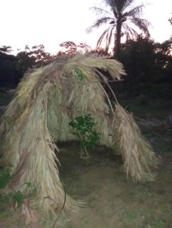 Baobá @ Wede'rã 