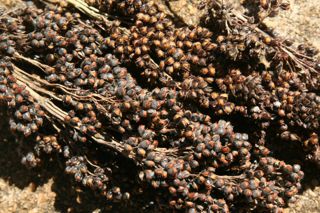 Sorgo
