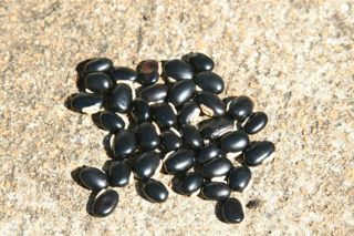 Mucuna preta