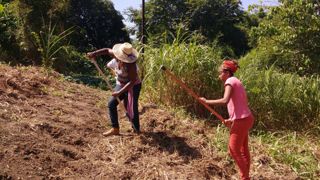 Plantio de feijão na fazenda Roseira 