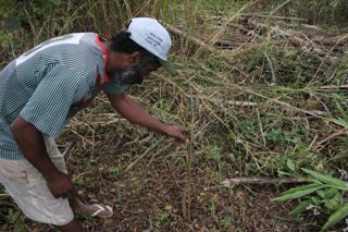 Baobá que foi plantado no quilombo do Campinho