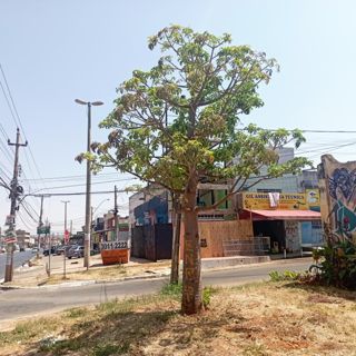 Baobá do Mercado Sul